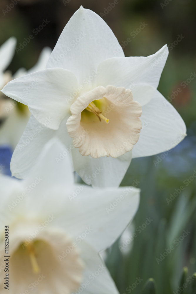 Daffodill (Narcissus). Spring in a garden in Hessen, Germany Daffodill (Narcissus). Spring in a garden in Hessen, Germany