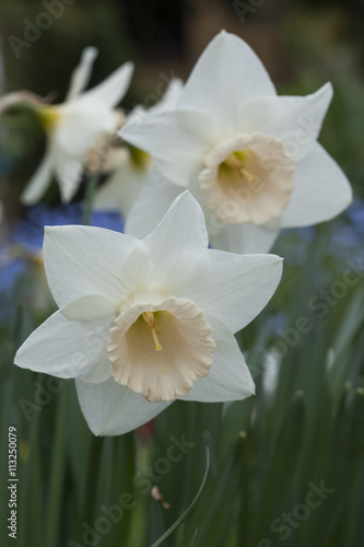 Daffodill (Narcissus). Spring in a garden in Hessen, Germany