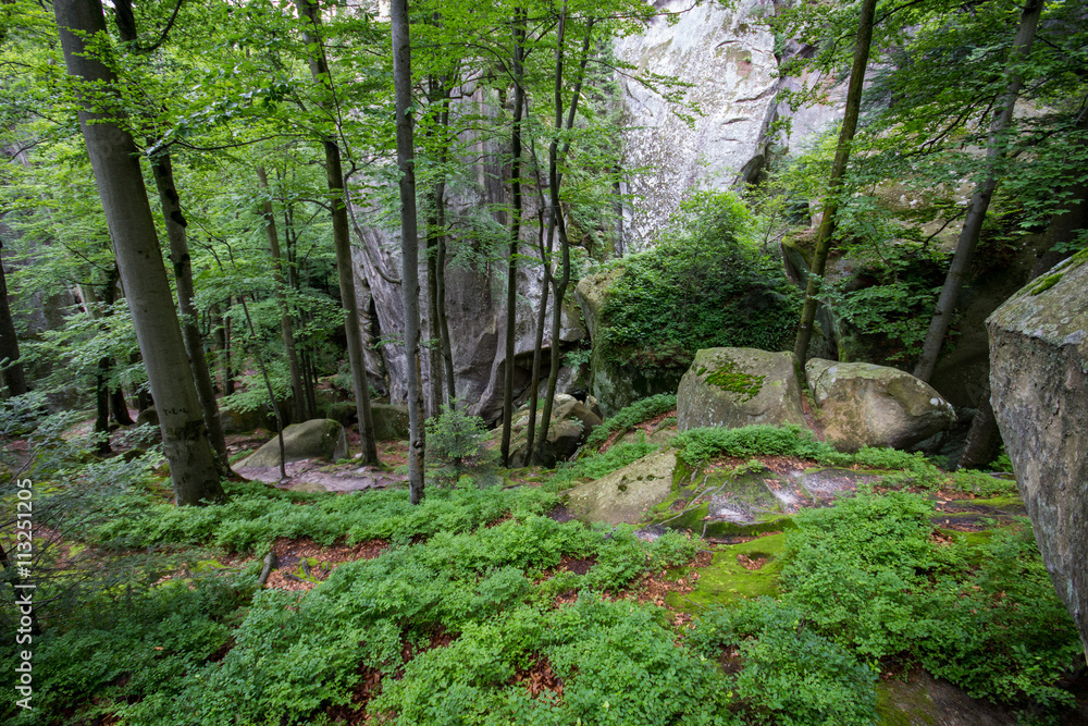 Fototapeta premium Deep moss forest