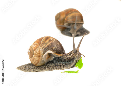 snail eating