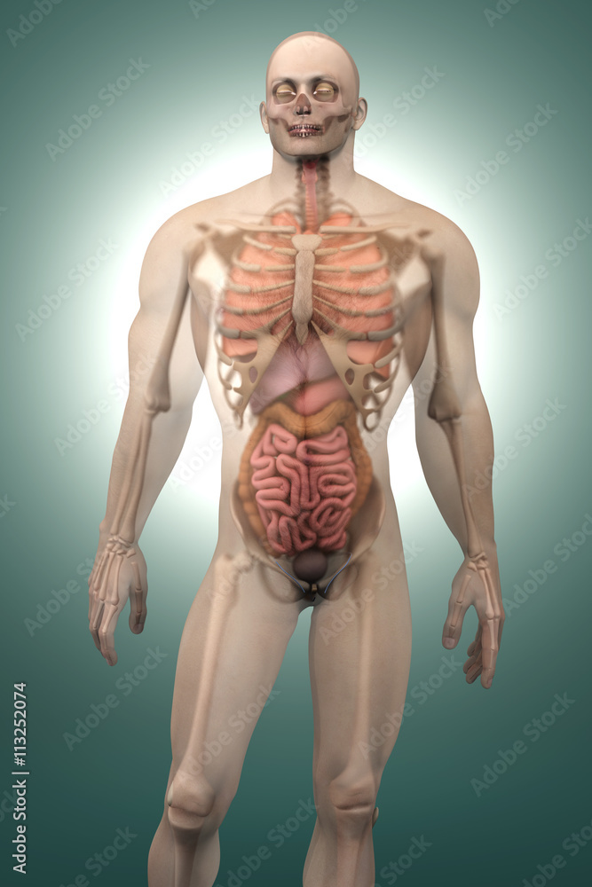 Human Anatomy visualization - Internal Organs Human Anatomy visualization - Internal Organs
