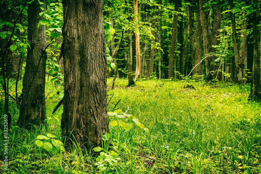 Obraz premium Deep moss forest