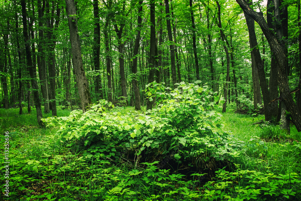 Deep moss forest Deep moss forest