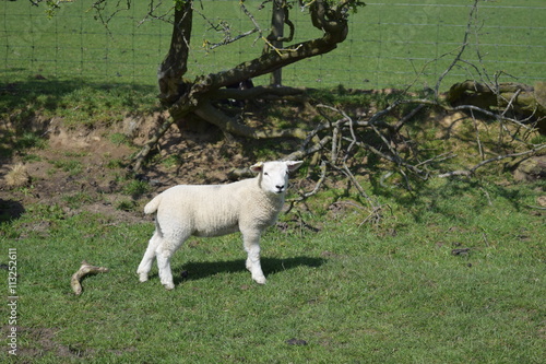 Lamb in Edale photo