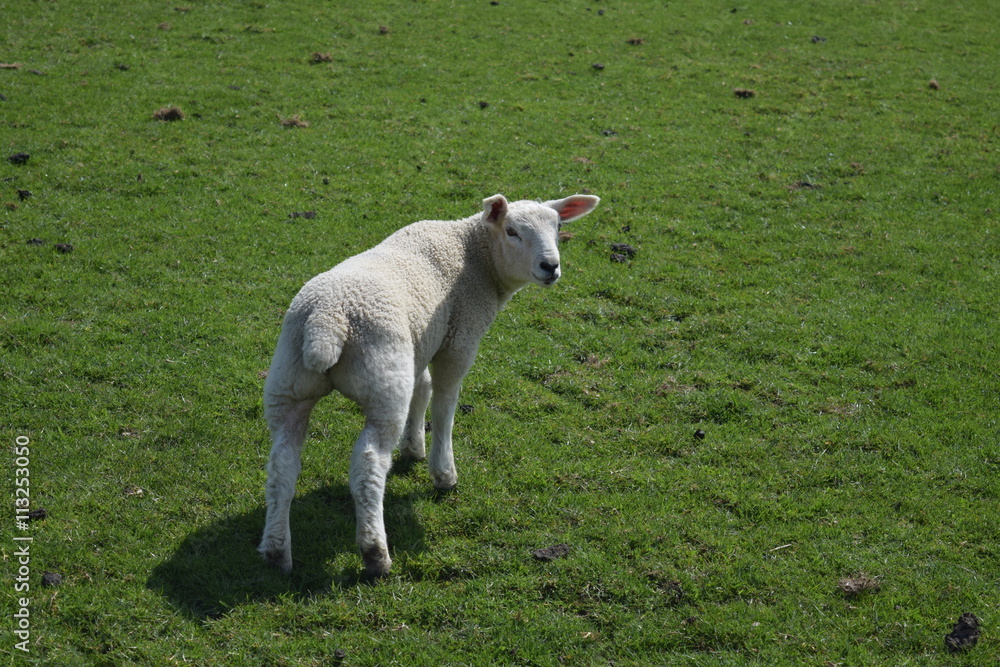 Lamb in Edale