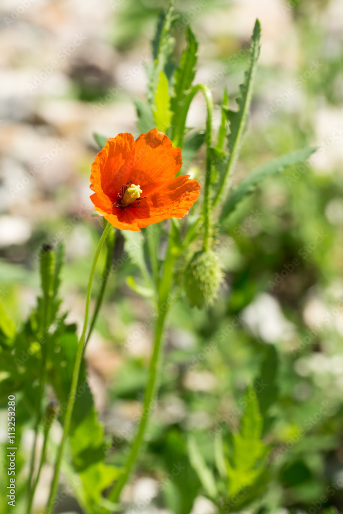 Single flower of red poppy (red weed, Papaver rhoeas ) on green background. Closeup. Selective focus Single flower of red poppy (red weed, Papaver rhoeas ) on green background. Closeup. Selective focus