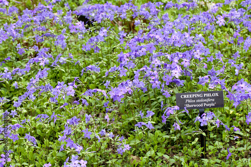 Closeup of a Creeping Phlox (Phlox stolonifera) or Sherwood Purple flower in a garden photo