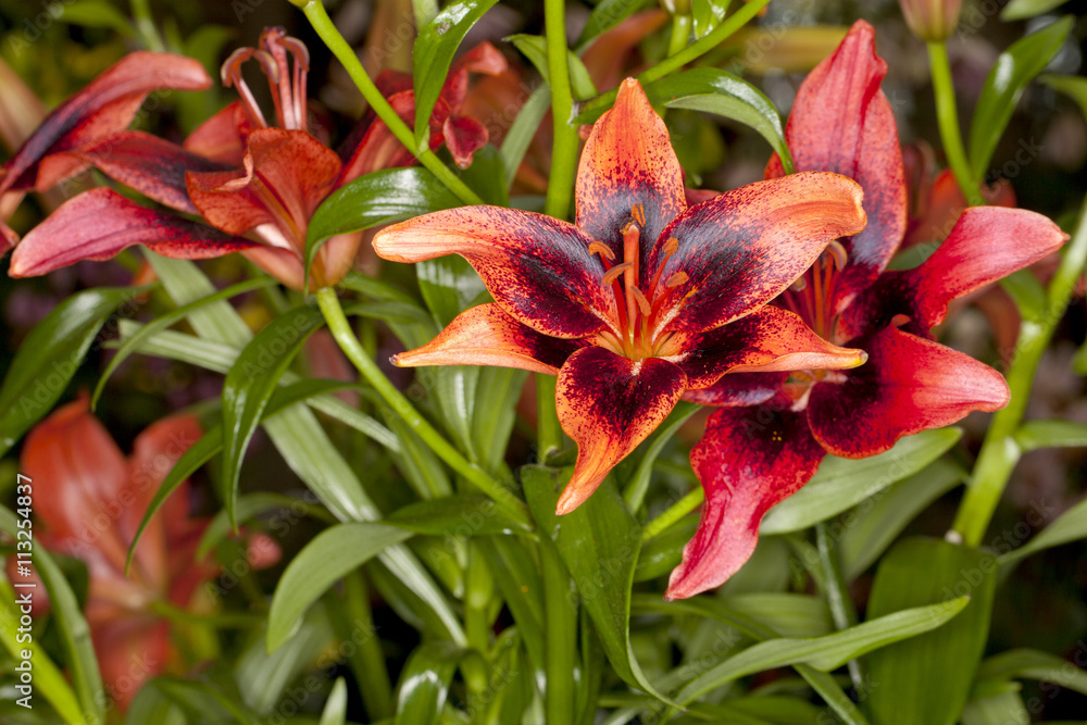 Closeup of a red Asiatic Lilies flower in a garden Closeup of a red Asiatic Lilies flower in a garden