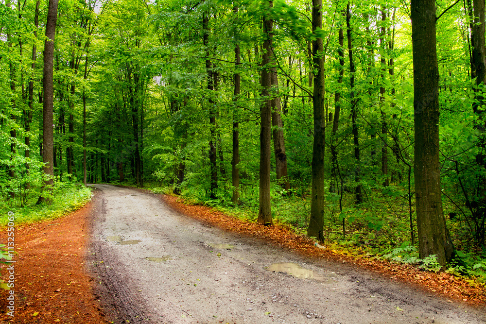 Fototapeta premium Deep moss forest