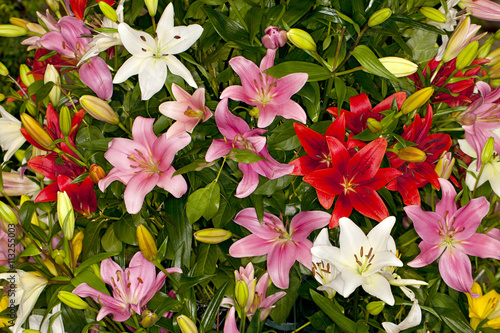 Fototapeta Naklejka Na Ścianę i Meble -  Closeup of a mixed assorted Asiatic Lilies flower in a garden