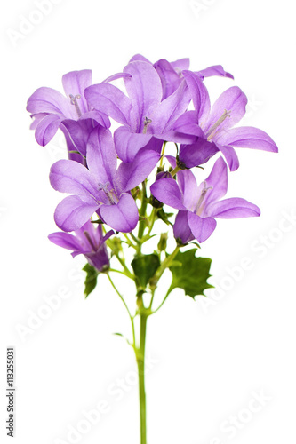 Flower Campanula Isolated on White Background