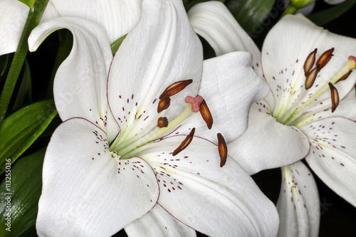 Fototapeta Naklejka Na Ścianę i Meble -  Closeup of Asiatic Eyeliner Lilies flower in a garden
