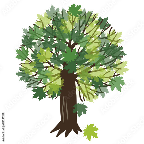 Vector illustration with a maple tree