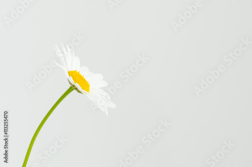 Side of a white chamomile flower in studio isolated  - Matricari