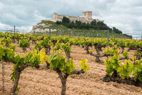 Vineyard with Castle of Penafiel as background, Valladolid Province, Castile-Leon (Spain) photo