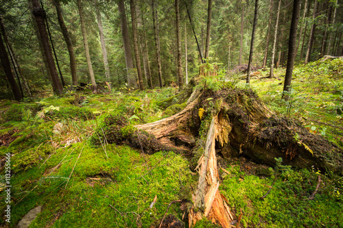 Deep moss forest