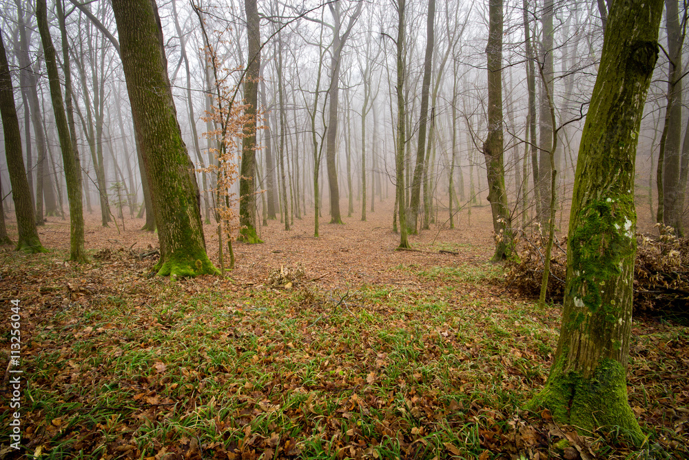 Forest Forest