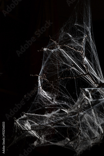 Obraz na plátně Abstract Spiderweb on black