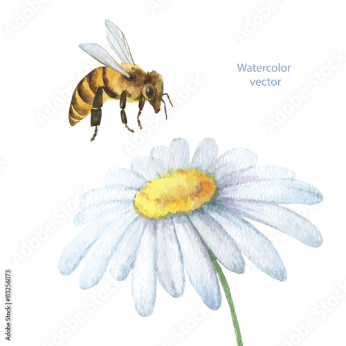 Watercolor background with chamomile flower and a bee.