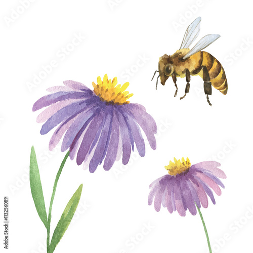 Watercolor background with Violet Asters flower and a bee.