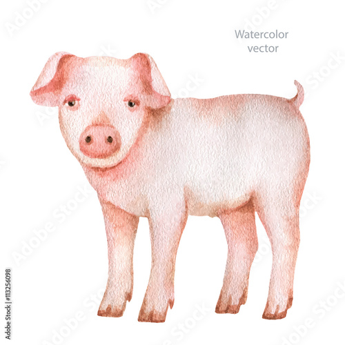 Watercolor hand drawn pig on a white background.
