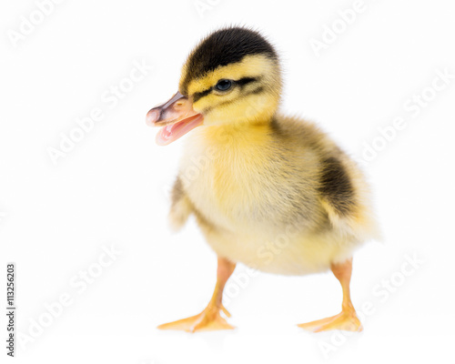 Cute little newborn duckling, isolated on a white background
