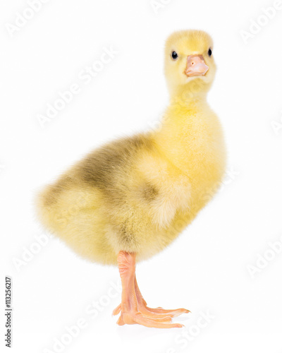 Cute little newborn gosling  isolated on a white background