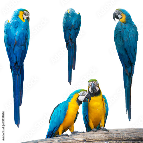Parrots, Macaws, Set of Colourful parrot isolated on white, Back view of Colourful parrot isolated on white