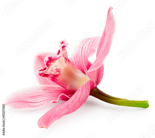 Orchid flower © Nik_Merkulov