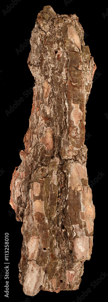 Naklejka premium Bark tree