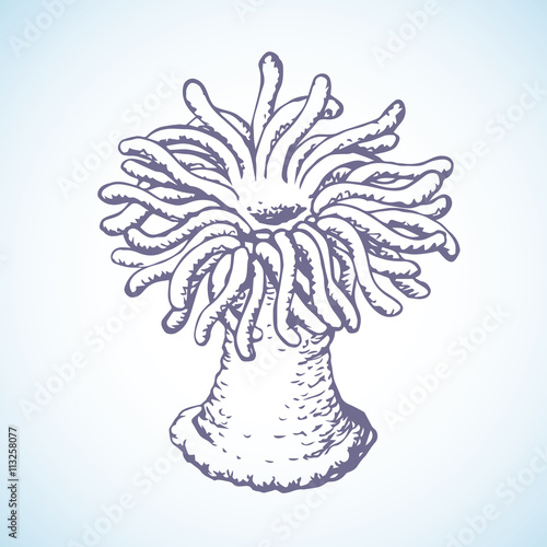 Sea anemone. Vector sketch