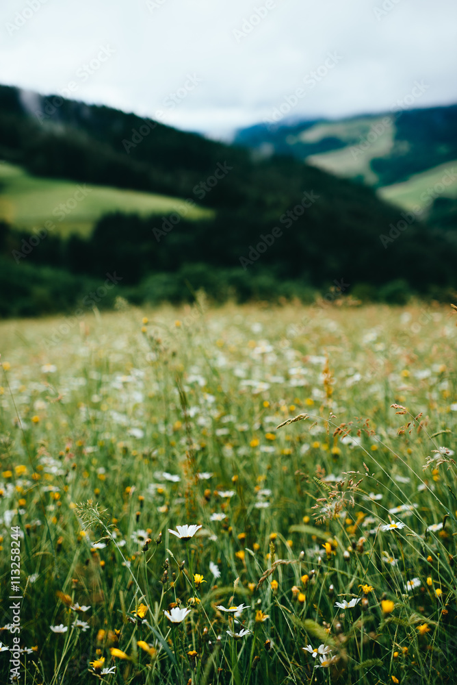 Obraz premium Wild Flowers in the Black Forest