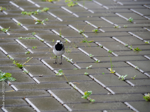 wagtail bird at wet cobblestone`s floor of the terrace 