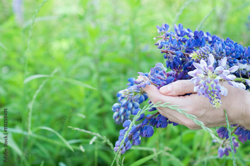Woman holding a bouquet of field lupine flowers Woman holding a bouquet of field lupine flowers