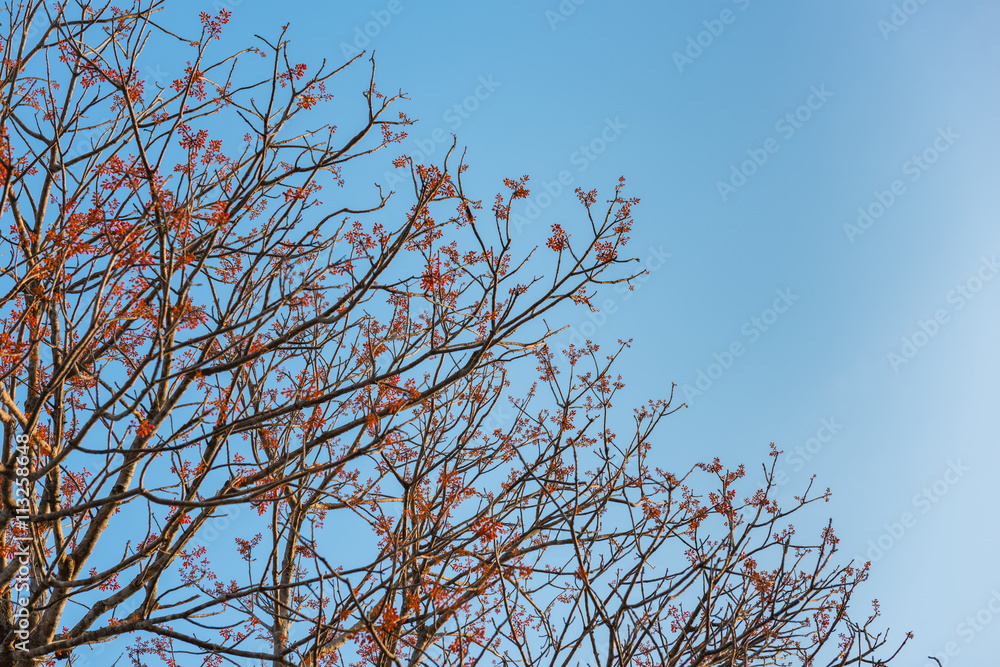 Obraz premium Branch of red flowers on blue sky background.