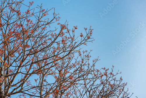 Branch of red flowers on blue sky background.