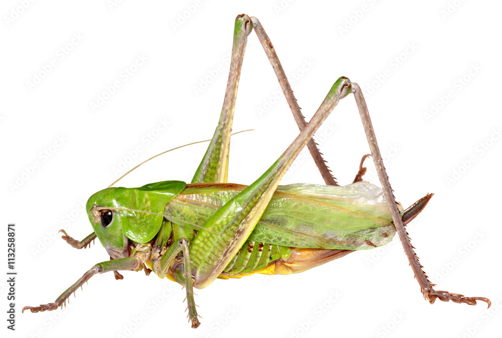 Fototapeta premium Grasshopper in front of isolated white background