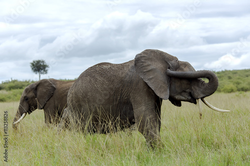 Two African bush elephant  Loxodonta africana  grazing in the meadows of the savanna in Tarangire National Park  Tanzania.