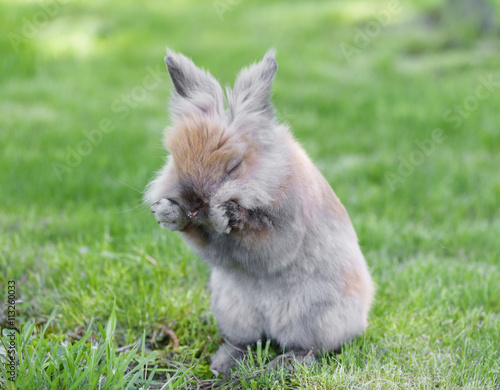 Принти на полотні Little rabbit on green grass