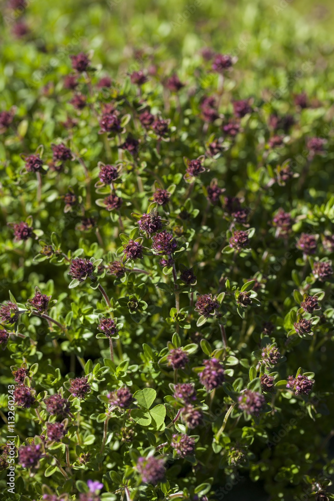 Thyme(Thymus vulgaris) plant growing in the herb garden Thyme(Thymus vulgaris) plant growing in the herb garden