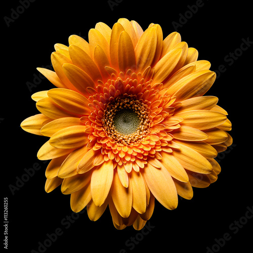 gerbera