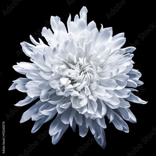 Fotobehang Chrysanthemum