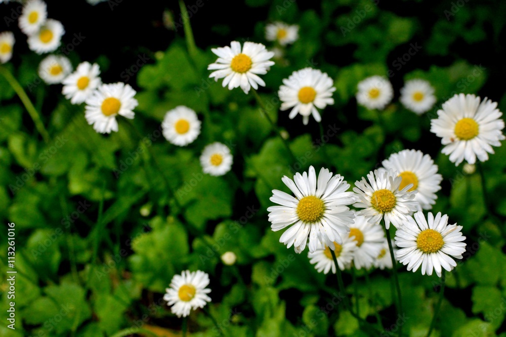 Paquerettes au soleil dans un jardin Paquerettes au soleil dans un jardin