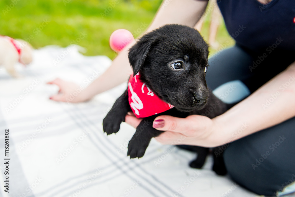 Seven week old golden retriever puppy outdoors on a sunny day. Seven week old golden retriever puppy outdoors on a sunny day.