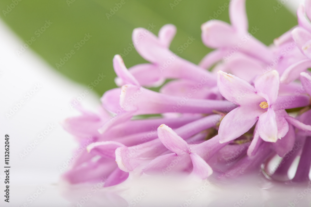 branch, flowers and petals of lilac on white milk