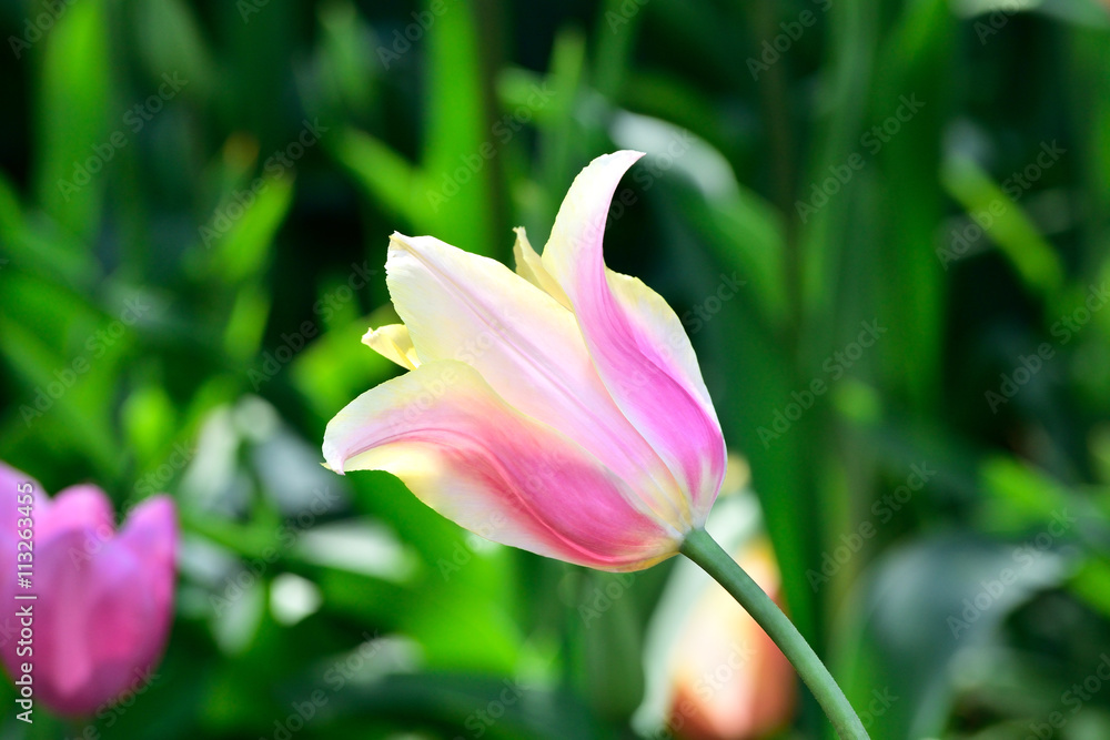 Fototapeta premium Bud of motley tulip in a garden
