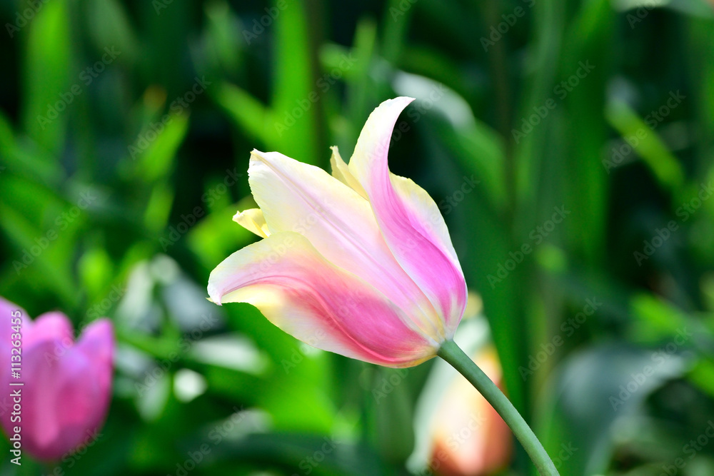 Bud of motley tulip in a garden