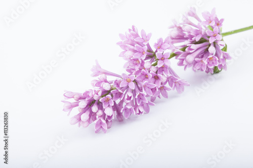 brunch of lilac flowers on white background