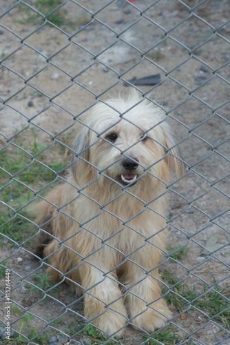 Dog in the fence.