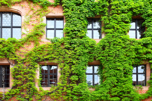 Old house with ivy